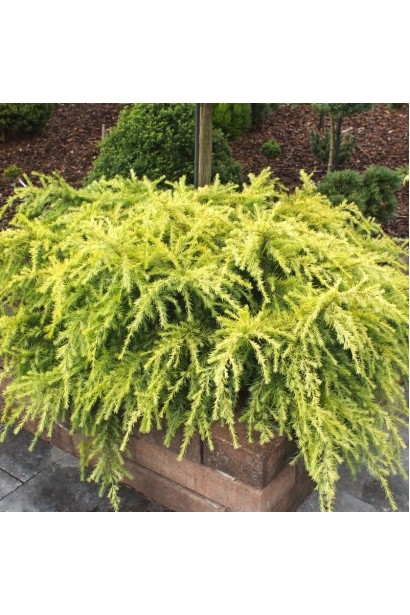 Кедр гімалайський Лайм Глоу яскраве сяйво хвої